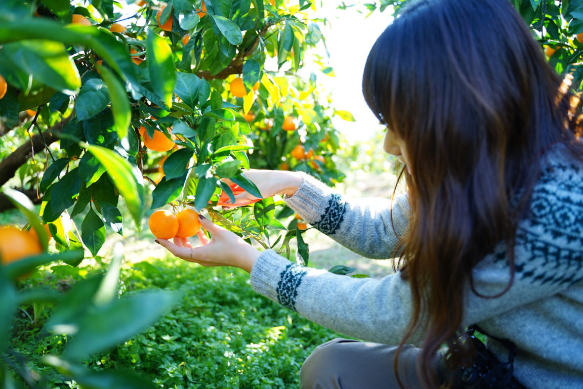 mikan_gari