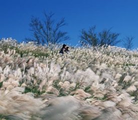 【最優秀賞】西村真佐夫「高原と青空に風の波」