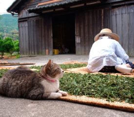 【最優秀賞】石谷年良「茶葉香る里」