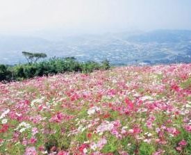 鷲ヶ峰コスモスパーク