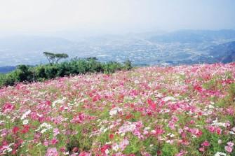 鷲ヶ峰コスモスパーク