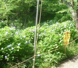 長谷観音桜の森公園
