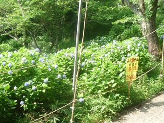 長谷観音桜の森公園