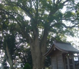 田殿丹生神社クスノキ