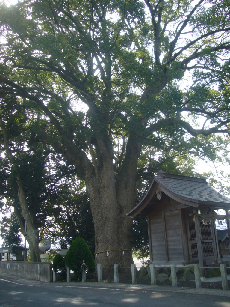 田殿丹生神社クスノキ